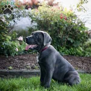 Fiona, Cane Corso Puppy